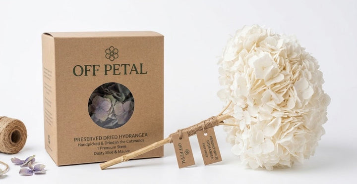 Preserved White Hydrangea Stem – Real Dried Flower, Everlasting Farmhouse Decor