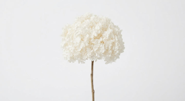 Preserved White Hydrangea Stem – Real Dried Flower, Everlasting Farmhouse Decor
